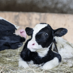 Dairy producers say new transportation rules mean they will have to kill calves