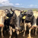 Drought forces dairy farmer to slaughter cows industry says milk shortage a possibility