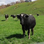 Farm sales slump in the dairy sector