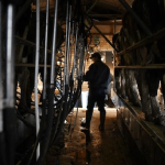 Investigation needed to protect Qld dairy