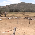 Queensland dairy farmer sends 50 cows to slaughter as drought cripples industry