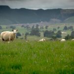 Sheep milk more easily digested than cow milk study