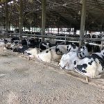 Sidney company grows with new product line for dairy cattle