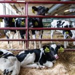 USMCA to provide small boost to dairy stabilizes trade relations