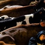 3 ways dairy farmers are going to do better in 2020