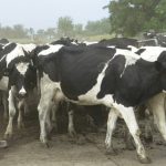 A better year ahead for Queensland dairy