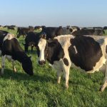 Beston invests in prized milk protein production