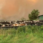 Consumers likely to see a shortage of flavoured milks and yoghurt after the fires