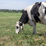 Dairy Farmers of America Accused of Toxic Wastewater Discharge