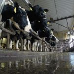 Dairy Report 1