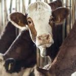 Dairy and meat industries urged to look to the future