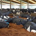 Dairy farm sales dry up as tighter bank lending foreign investment take hold