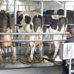 Dairy farmers close in on deal for new milk processing plant