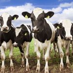 Dairy farmers criticise