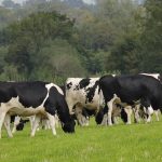 Dairy farmers offered