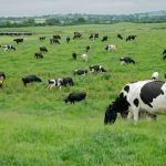 Dairy farmers urged to be thinking long term