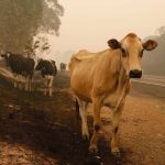 Dairy industry calls for increase in milk price in response to the bushfire crisis