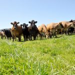 Department of Agriculture Declares Environmental Cleanup of Eastern Oregon Mega Dairy Site Complete