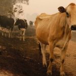 Farmers impacted by bushfires