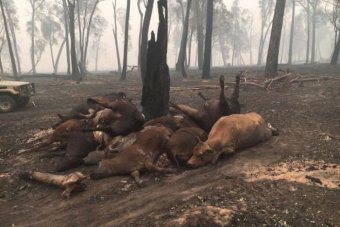 Farmers impacted by bushfires1