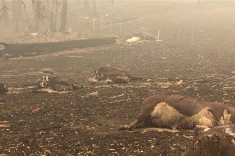 Farmers impacted by bushfires2