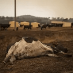 Livestock losses another blow to milk industry in decline