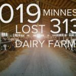 Minnesota lost more than 300 dairy farms in 2019 for second year in a row