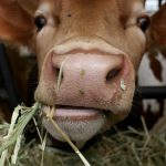 Researchers develop wearable devices for dairy cow