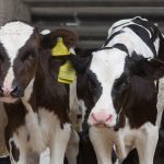 Saputo to ban farmers from shooting dairy calves in 2021