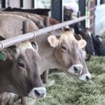 U.S. DAIRY ALREADY BENEFITING FROM JAPAN TRADE DEAL