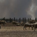 Up to 100000 sheep killed in Kangaroo Island fires as farmers tally livestock losses