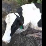 Uruguayan rustlers butcher the hindquarters of a dairy cow and leave her alive