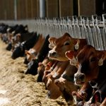 Washington dairies struggle after trade wars and low prices