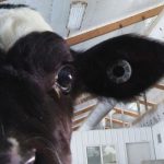 Wisconsin lost almost 800 dairy farms in 2019