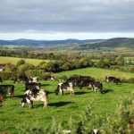 irish farmers