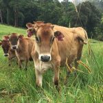 3 million dairy processing facility opening in North Qld