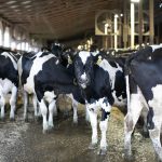 A Giant Milk Industry Merger Moves Closer