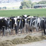 California Dairy Farms Reduce Environmental Footprint