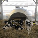 Dairy farmers needed for M.Bovis study