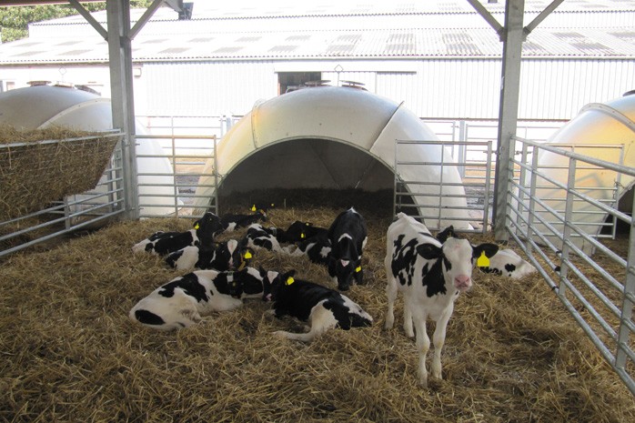 Dairy farmers needed for M.Bovis study