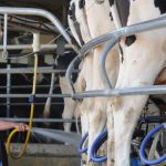 Dairy farmers slam animal rights inquiry