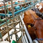 Dairy farms to build or upgrade nearly 60 facilities this year