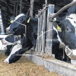 Ohio family tackles challenge of large scale dairy farming