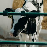 THE DAIRY INDUSTRY IS COLLAPSING BEFORE OUR EYES