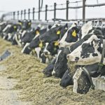 U.S. dairy continues to improve sustainability