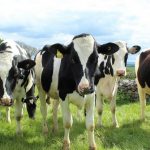 U.S. dairy farmers add cows after years of low prices