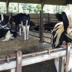 Wisconsin Experts Disagree On Dairy Industry Impact Of Dean Foods Sale