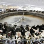 cows Carousel