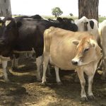 cows australia