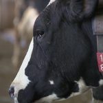 dairy cows australia